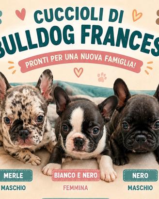 Bulldog francese
