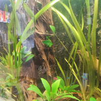 Acquario 260
