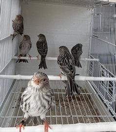 Coppie Canarini agata rosso mosaico