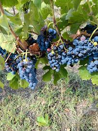 UVA VARIETà AGLIANICO