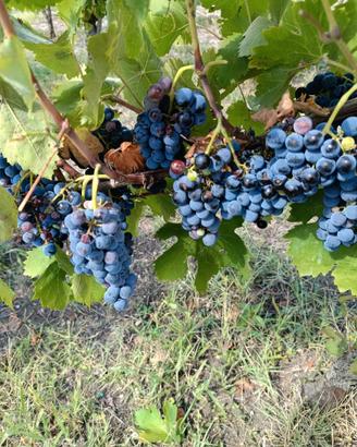 UVA VARIETà AGLIANICO