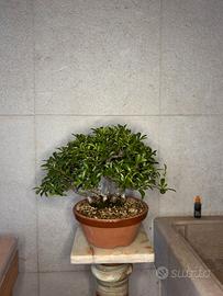 ceppaia Bonsai shoin piracanta