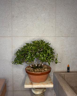 ceppaia Bonsai shoin piracanta
