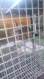 Lepri allevate in gabbia