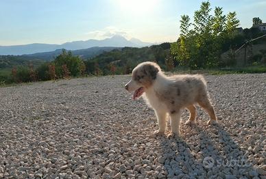 cucciolo pastore australiano 