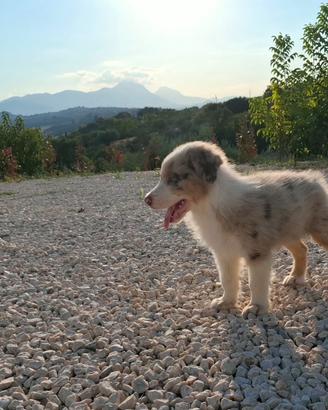 cucciolo pastore australiano 