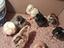 Immagine 6