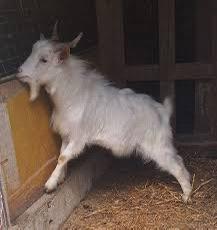 Capretto tibetano