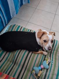 Cane per accoppiamenti maschio