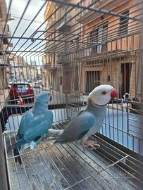 Parrocchetti dal collare cleartail