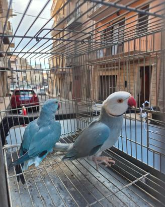 Parrocchetti dal collare cleartail