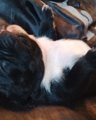 Cuccioli bulldog bouledogue Francese