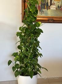 Pianta ornamentale da interno