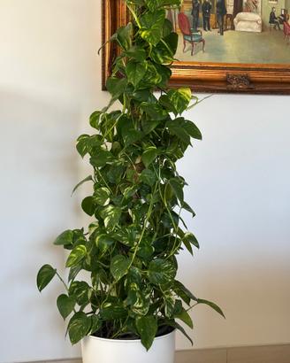 Pianta ornamentale da interno