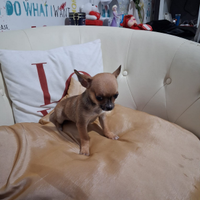 Chiwawa mini Toy