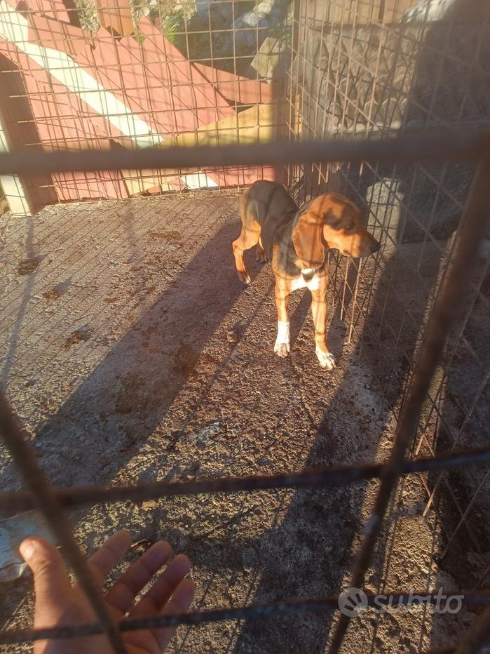 Scarpette per cani neoprene - Animali In vendita a Caltanissetta