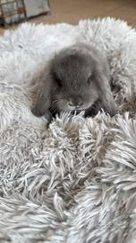 Ariete Blu di Vienna