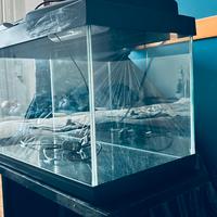 Acquario