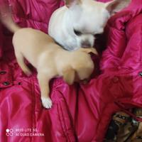 Chihuahua