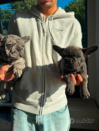 Bulldog francese
