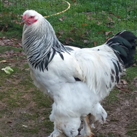 Gallo Brahma