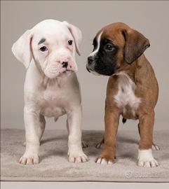 Boxer