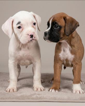 Boxer