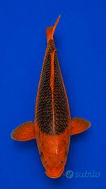 Koi Aka Matsuba 38 cm