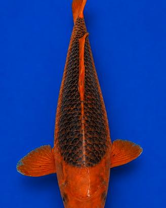 Koi Aka Matsuba 38 cm