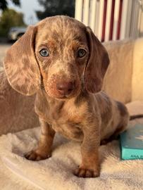 Cuccioli di bassotto