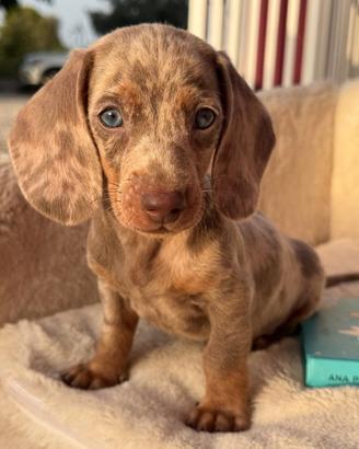 Cuccioli di bassotto