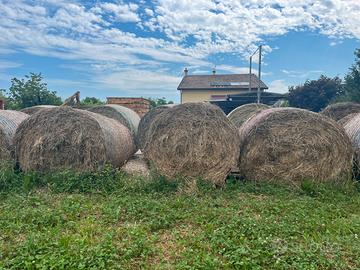 Balloni fieno primo taglio