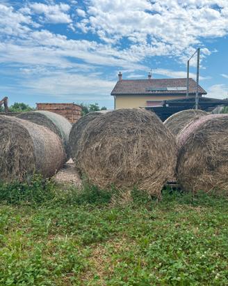 Balloni fieno primo taglio