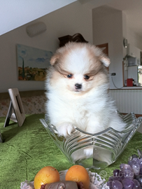 Spitz nani stupendi maschi e femmine