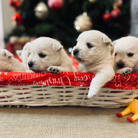 Cuccioli di West Highland White Terrier