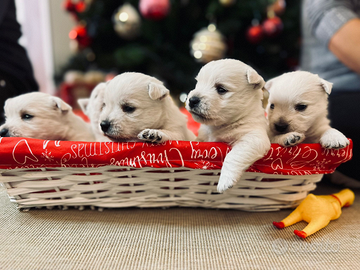 Cuccioli di West Highland White Terrier