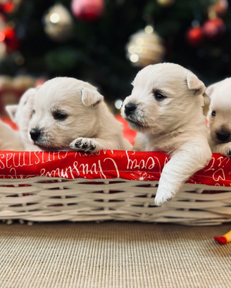 Cuccioli di West Highland White Terrier