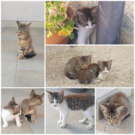 Gattina