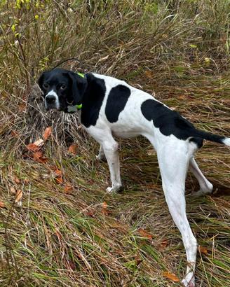 Pointer femmina