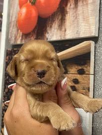 Cuccioli di cocker spaniel con Pedigree Enci