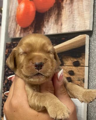 Cuccioli di cocker spaniel con Pedigree Enci