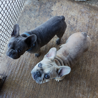 Bulldog francese