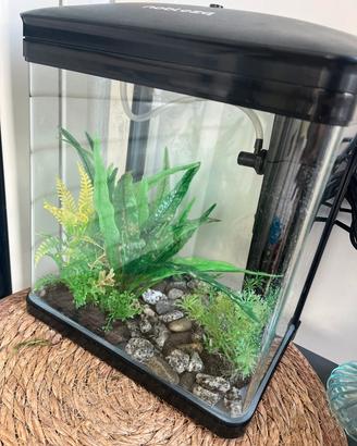 acquario 