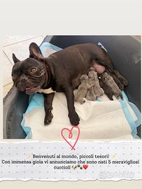 Cuccioli bulldog francese