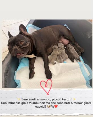 Cuccioli bulldog francese