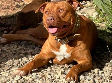 Pitbull terrier