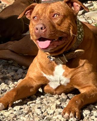 Pitbull terrier