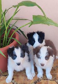 Cucciole Border Collie
