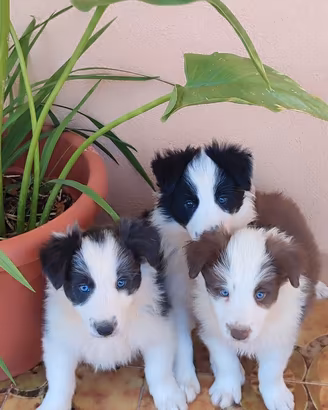 Cucciole Border Collie