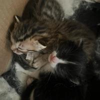 Cuccioli di gatto